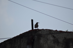 Toxostoma curvirostre