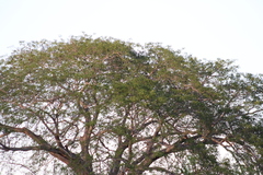 Enterolobium