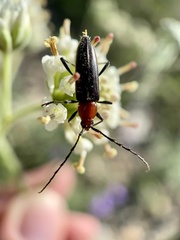 Stenosphenus dolosus