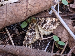 Enchoria lacteata