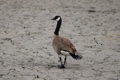 Branta canadensis moffitti