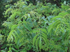 Juglans microcarpa