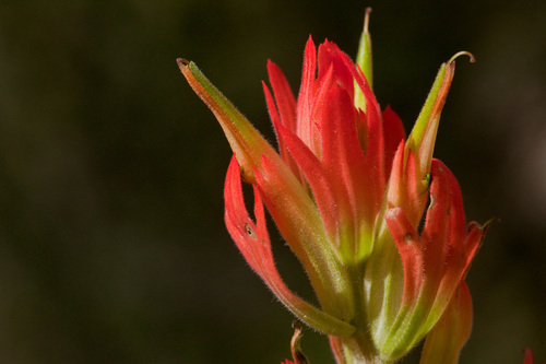 Organ Mountain Indian paintbrush (Castilleja organorum)