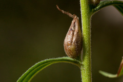 Castilleja organorum