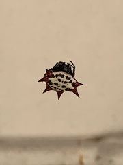 Gasteracantha cancriformis
