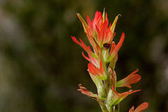 Castilleja organorum