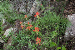 Castilleja organorum