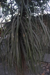 Beaucarnea recurvata