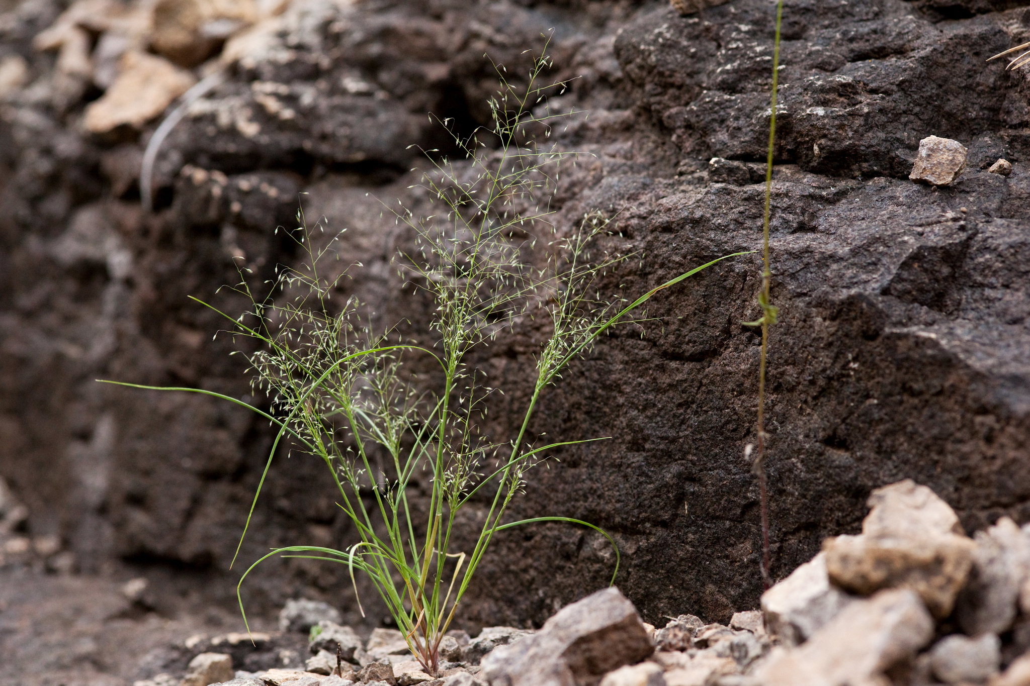 Muhlenbergia sinuosa