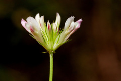 Trifolium pinetorum