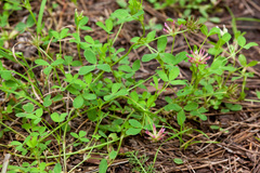 Trifolium pinetorum