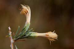 Tetradymia filifolia