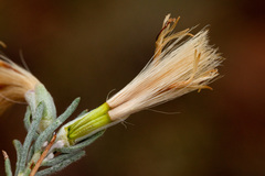 Tetradymia filifolia