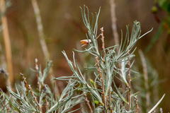Tetradymia filifolia