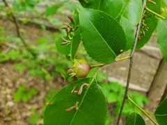 Contarinia cerasiserotinae