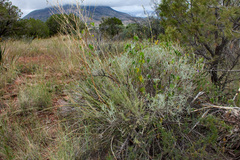 Tetradymia filifolia
