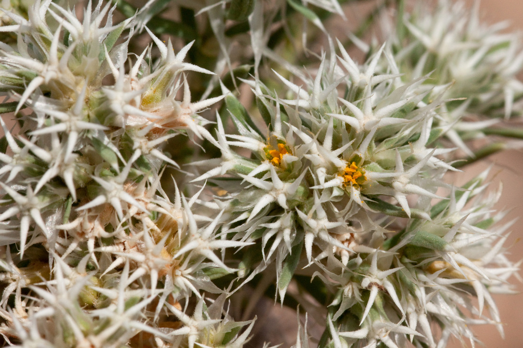 Wilkinson's nailwort
