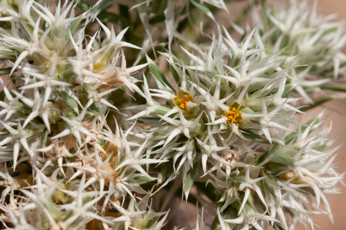 Wilkinson's nailwort (Paronychia wilkinsonii)