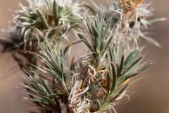 Paronychia wilkinsonii