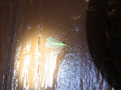 Chrysopa nigricornis