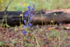 Delphinium scopulorum