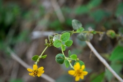 Asteraceae