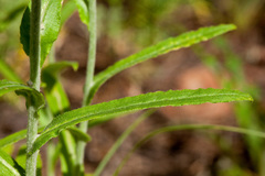 Pseudognaphalium macounii