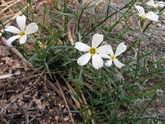 Phlox tenuifolia
