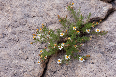 Perityle coronopifolia
