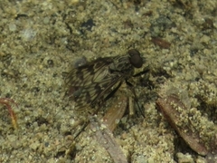 Rhagio plumbeus