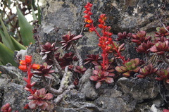 Echeveria viridissima
