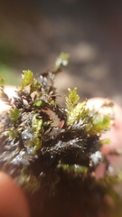 Fissidens ventricosus