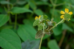 Asteraceae