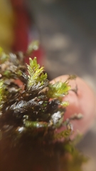 Fissidens ventricosus