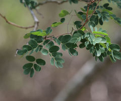 Erythrostemon mexicanus