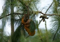 Cronartium conigenum