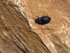 Eusattus reticulatus