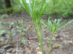 Delphinium carolinianum