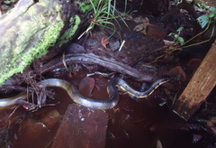 Xenelaphis hexagonotus