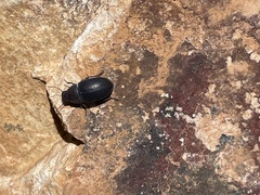 Eusattus reticulatus