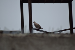 Streptopelia decaocto