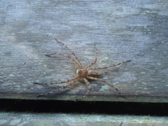 Heteropoda boiei
