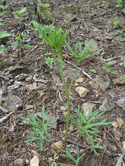 Delphinium carolinianum