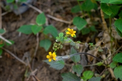 Asteraceae