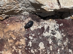 Eusattus reticulatus