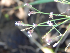 Verbena montevidensis