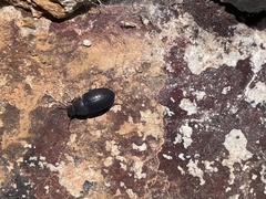 Eusattus reticulatus