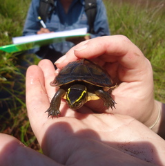 Cuora amboinensis kamaroma