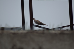 Streptopelia decaocto