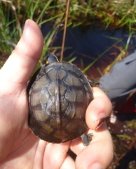 Cuora amboinensis kamaroma
